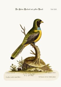 Il Cuculo Verde dal Ventre Giallo, 1749-73